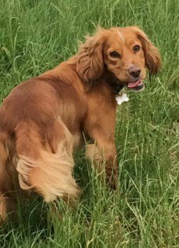 millypod1's tweet photo. 🆘BARNEY #Lost #ScanMe
YOUNG Cocker Spaniel Male
Tilstock Crescent #SuttonFarm #Shrewsbury #Shropshire #SY2 https://t.co/cVC294saQh https://t.co/wXAFNkiFom