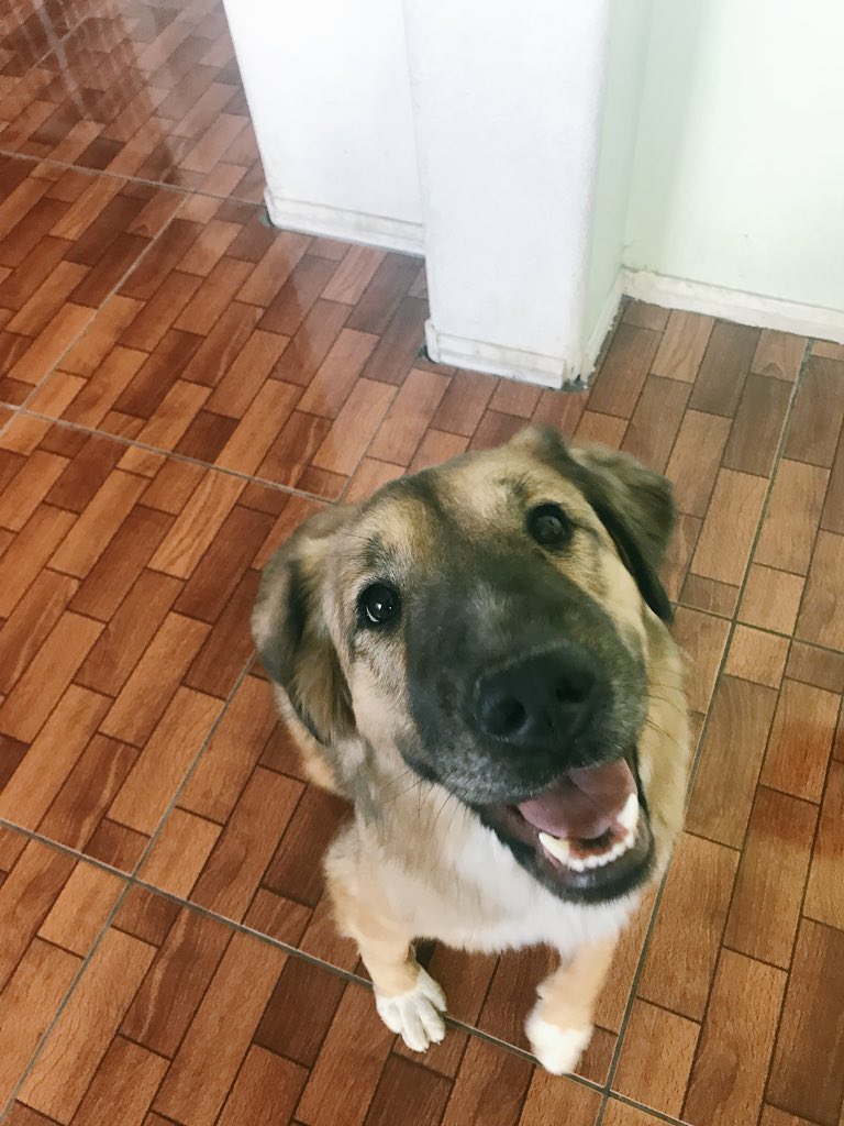 GerilynRufin's tweet photo. My good girl says hello ๐๐
#MeetLuna #LunaHyuga https://t.co/1QrBgPWopQ