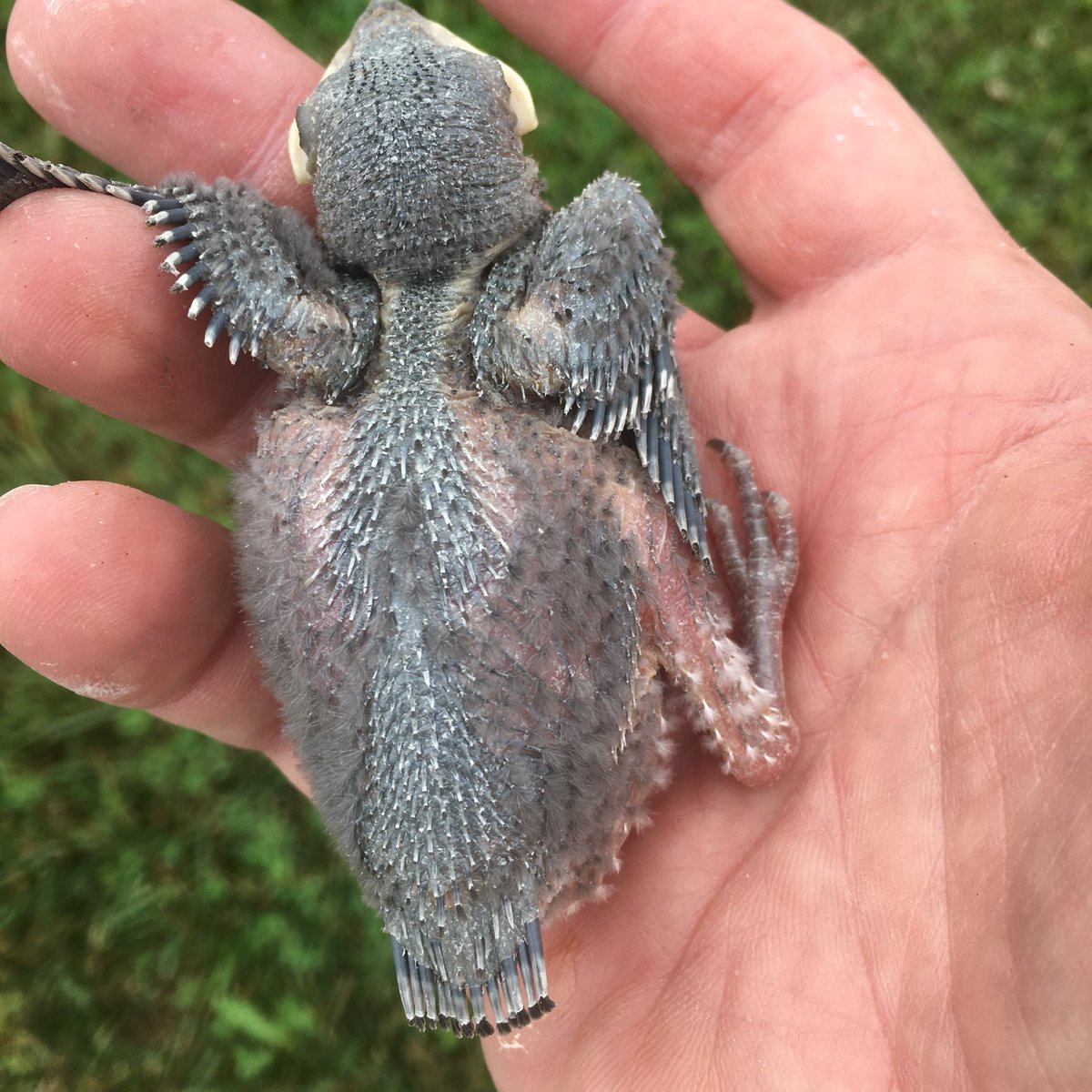 ccdspurplmartin's tweet photo. 90 hatchlings in our campus colony and 27 eggs. Next week we will increase the purple martin population by over a hundred! https://t.co/byh004xLpF