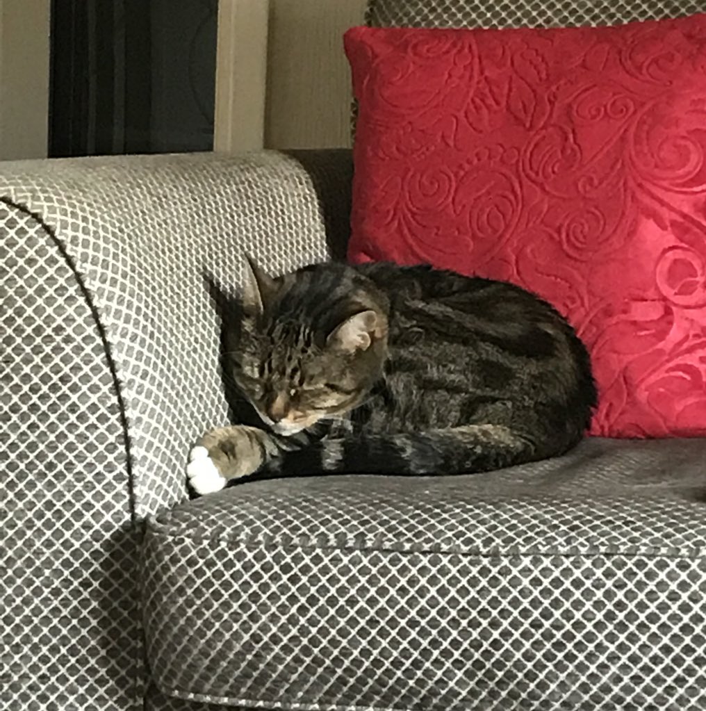ShebaThe_Cat's tweet photo. Having a lovely #catnap on my sofa 😻 💤  #catsoftwitter https://t.co/urCZ9OcPE6