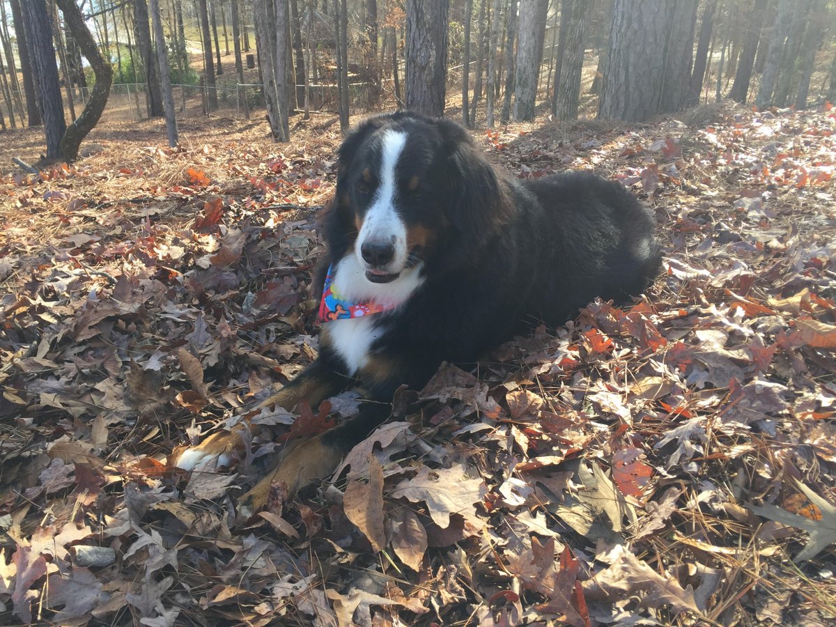 DOGIPOT's tweet photo. Fuji needed a quick break before continuing our walk today. #BerneseMountainDog #DOGIPOT https://t.co/8HLKsf1k4Z