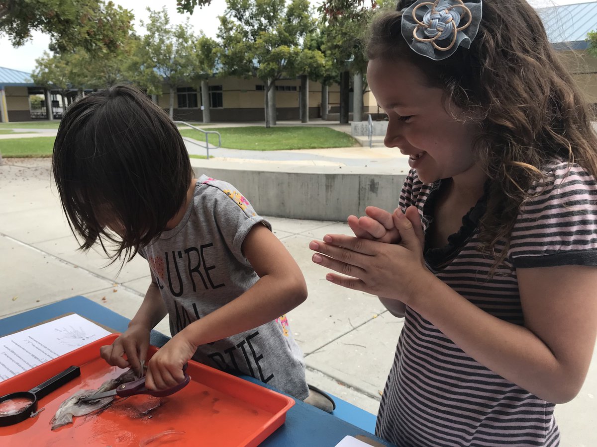 1st Graders completed a Squid Lab while learning about the Deep/Abyss as part of the 6 ocean units they cover in the IB Unit. #cusdlearns #IB