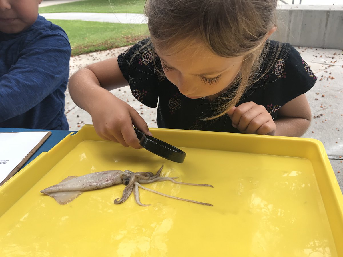 Jefferson Jaguars tweet media