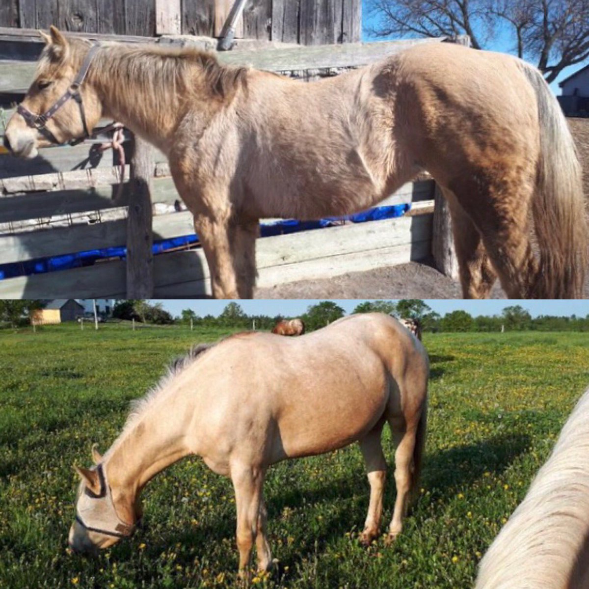 MFeedsEquine's tweet photo. From NOW until June 30th save $2/bag, up to 10 bags per visit, on Podium. This is our favourite digestive health product to help hard keepers maintain weight!
**Offer valid in Ontario only, while supplies last** 🐴
#HappyHorseHappyLife #mastercare #masterfeeds https://t.co/DFtG2O2K9s