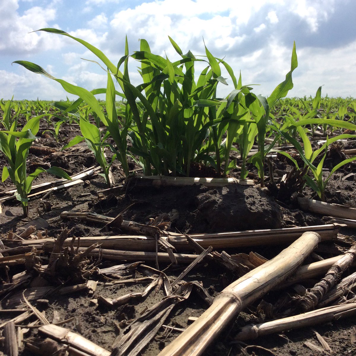 CornPaparazzi's tweet photo. Whoops! #corn #cornpap #farming https://t.co/9vzdzLJdVe