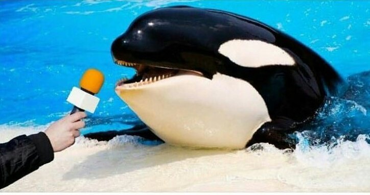 NangoCine's tweet photo. _ Que onda Willy. Te joden los aumentos de las tarifas?
_ Para nada! Como dice el dicho: Dios aprieta pero no a orca... https://t.co/sWAfIkuUQK