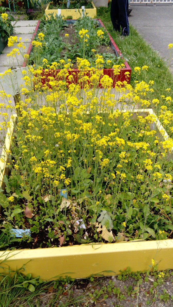 GreenFlag_5's tweet photo. We went out to check on our garden today. We were very happy with how the plants survived over our week off. They need an extra bit of TLC this weekπ±πΌπ·#biggrow #innocent #msoconnellsclass #giy #wewon https://t.co/VEINR2sTub