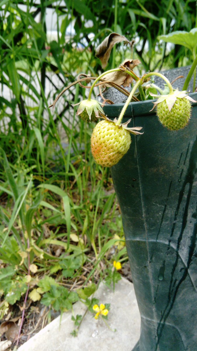 GreenFlag_5's tweet photo. We went out to check on our garden today. We were very happy with how the plants survived over our week off. They need an extra bit of TLC this weekπ±πΌπ·#biggrow #innocent #msoconnellsclass #giy #wewon https://t.co/VEINR2sTub