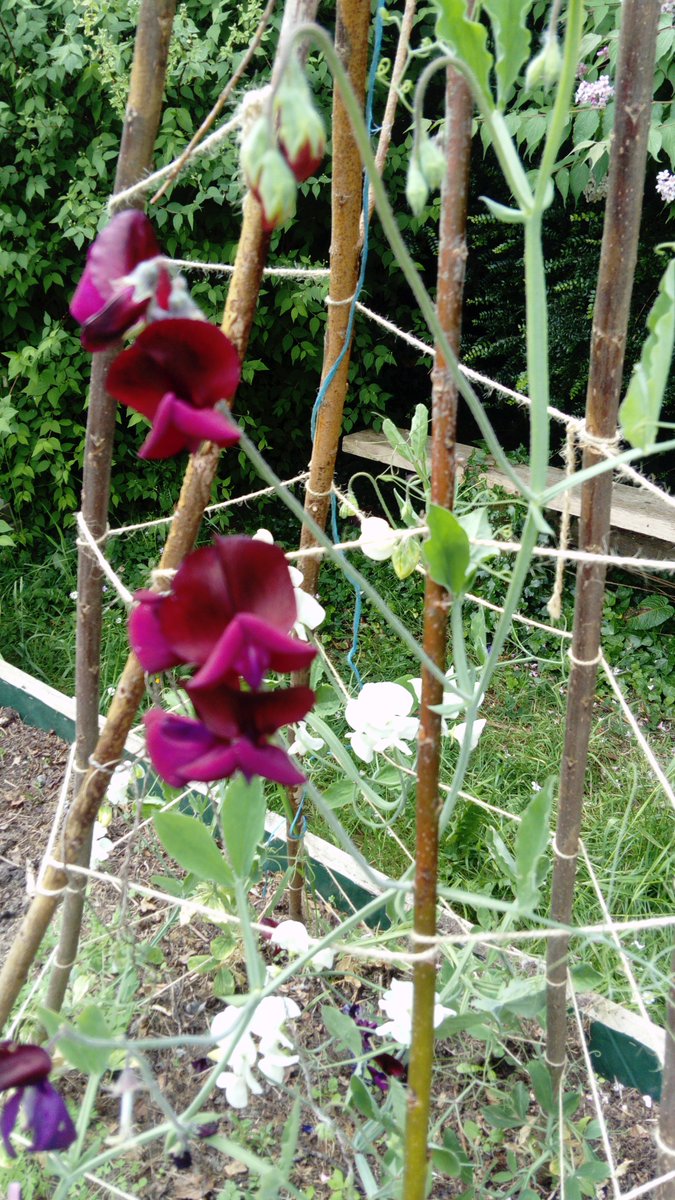 GreenFlag_5's tweet photo. We went out to check on our garden today. We were very happy with how the plants survived over our week off. They need an extra bit of TLC this weekπ±πΌπ·#biggrow #innocent #msoconnellsclass #giy #wewon https://t.co/VEINR2sTub
