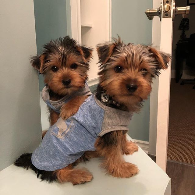 yorkie clothes