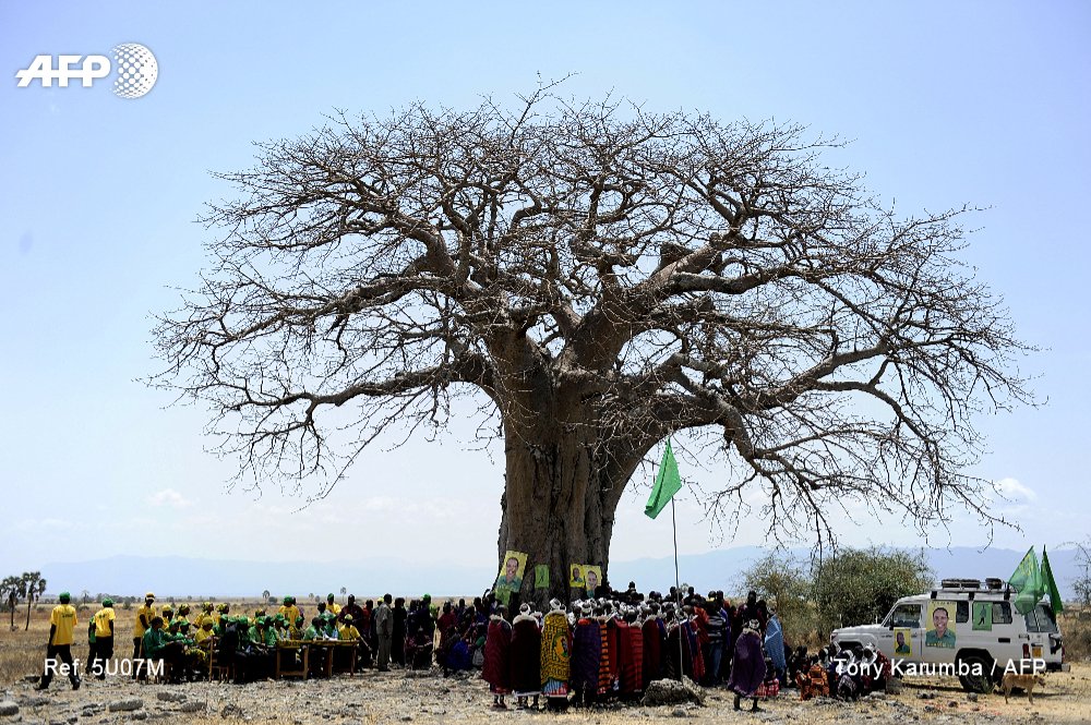 afpfr's tweet photo. Âgés de 1.100 à 2.500 ans, les plus vieux baobabs d'Afrique sont en train de disparaître https://t.co/EC2iCrG1mw par @LCoustal #AFP https://t.co/uqjEBMtJM2