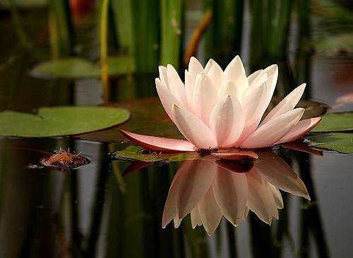 The beauty you see in me
is a reflection of you...

- Rumi