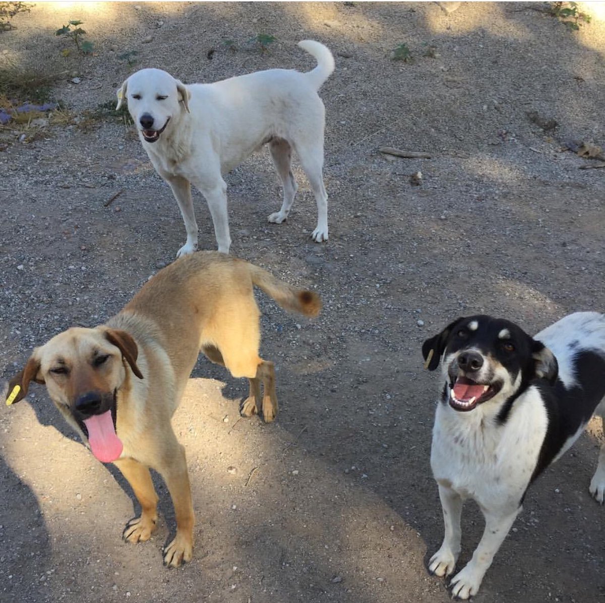 OneWelfareWorld's tweet photo. One of @SFTAnimalRescue’s main missions is to make Morocco a safe place for both humans and animals. We have created our project HAYAT for this which is a TVNT (treat, vaccinate, neuter, tag) program. You can find out more about it here .. https://t.co/Slc1t3UKyL #dogs #morocco https://t.co/AZz4sy2joH