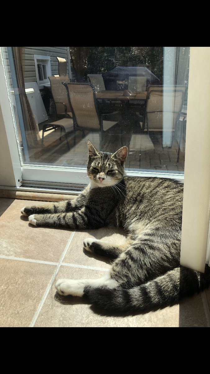 danislan_'s tweet photo. please share and please keep an eye out if you live in the clifton nj area :(((((((( https://t.co/eROKgW5sZv