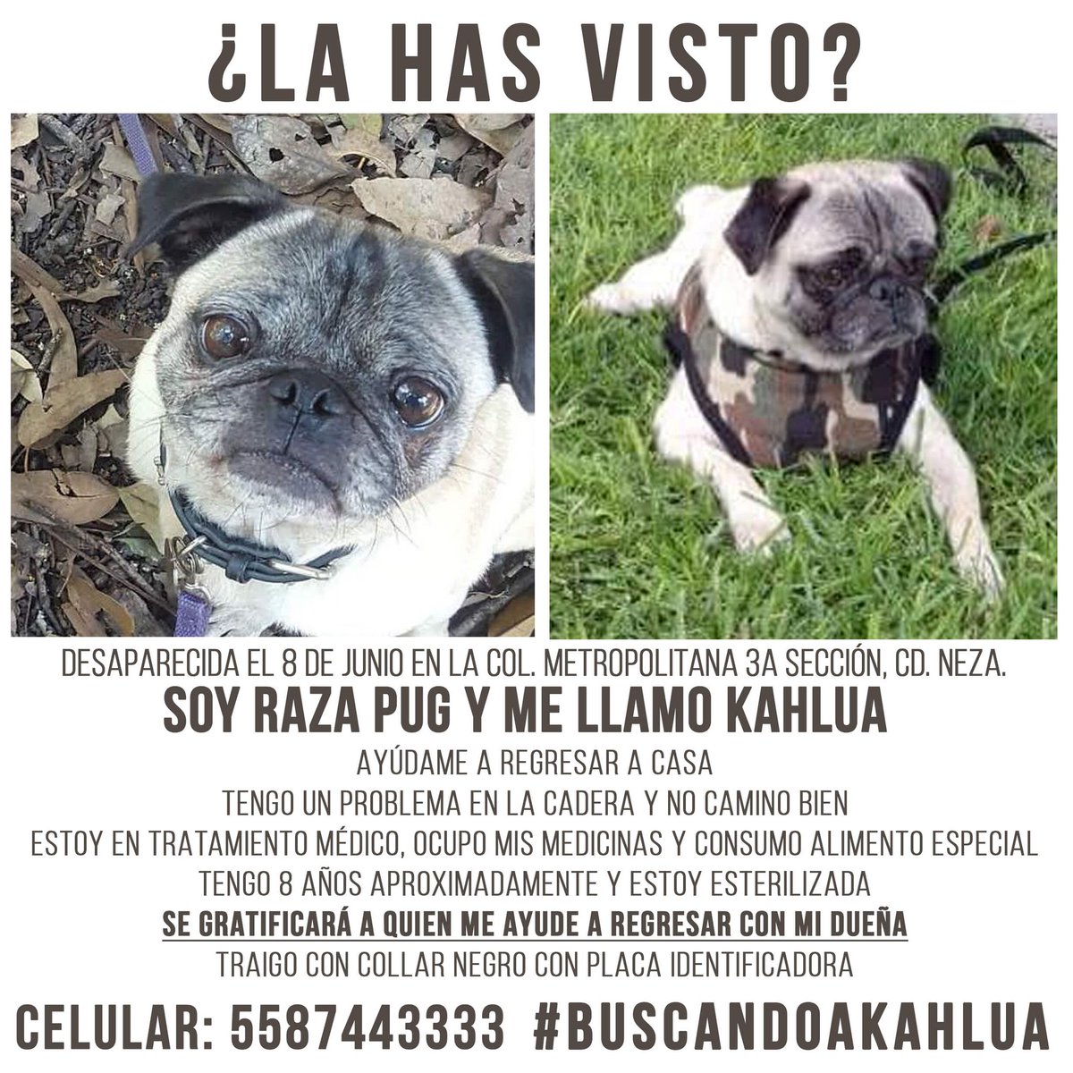 CaritoJaramillo's tweet photo. @NitinNeza ayuda para localizar a Kahlua, sigue desaparecida. #BuscandoAKahlua https://t.co/Zuf6xDKCyz