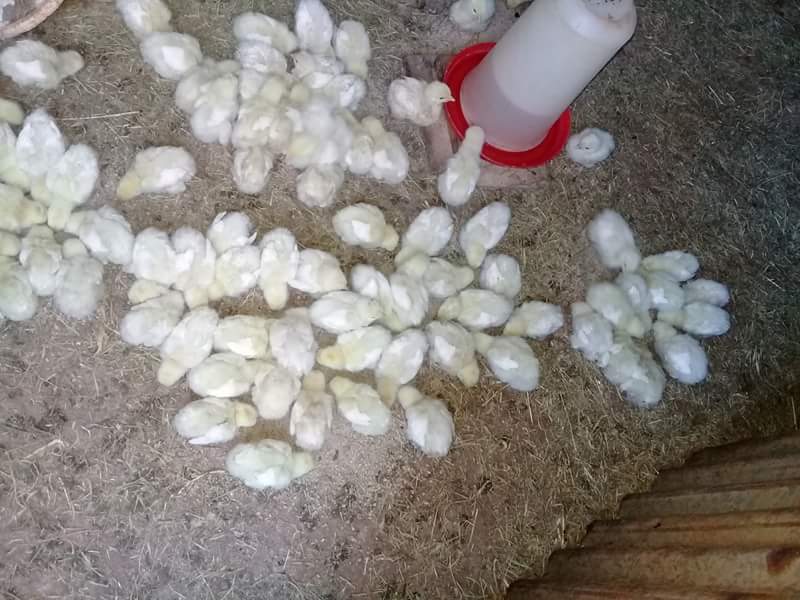 Keoi_In_Tech's tweet photo. #Lehurutshe #NorthWest #Dinokana #FemaleFarmer #SmallScaleFarmers #Farming is life (mine of course)
R70 (live and slaughtered)
Delivery for orders over 6 #chickens https://t.co/B46w59hExL