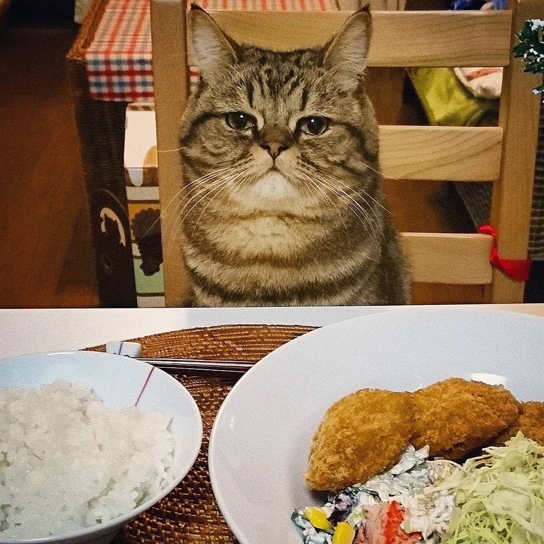 fuzzymugzapp's tweet photo. When you're sleepy but still want to eat π
Follow @cats.forever_ for more πΈ
.
.
.
.
#pets #cats #catlover #kitty #kitten #catoftheday #meow #kittens #ilovemycat #catlovers #pets #lovecats #fuzzymugz #bestmeow #catsofig #instagramcats #cutecat #animal #cat_features #kittycat https://t.co/FUkNic7YjI