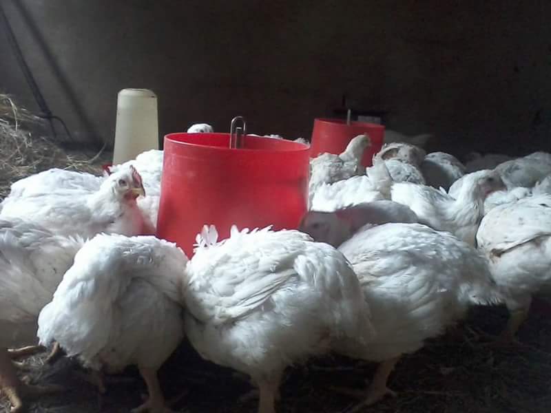 Keoi_In_Tech's tweet photo. #Lehurutshe #NorthWest #Dinokana #FemaleFarmer #SmallScaleFarmers #Farming is life (mine of course)
R70 (live and slaughtered)
Delivery for orders over 6 #chickens https://t.co/B46w59hExL