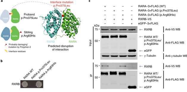 NatureGenet's tweet photo. An interactome perturbation framework prioritizes damaging missense mutations for developmental disorders (Chen et al.) https://t.co/WZvtpiaxm5 https://t.co/QuZ6U4KLvM