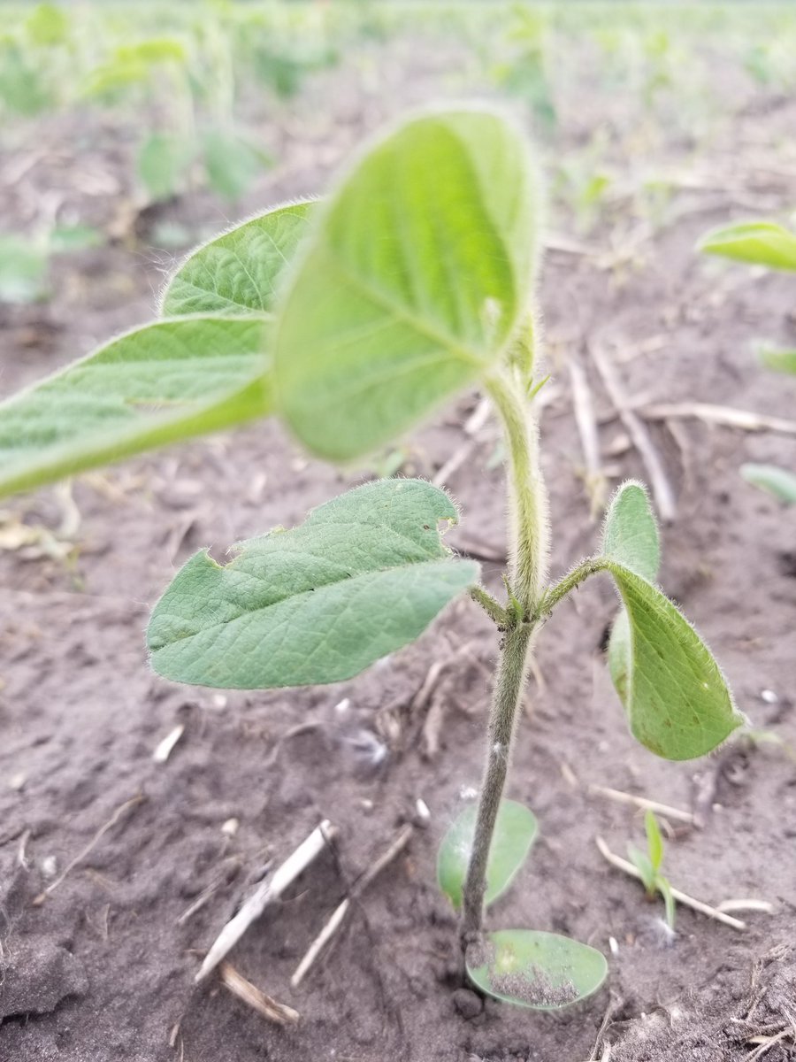 dieterschwarz's tweet photo. I always love getting an early look at the new #Elite brand #soybean varieties that are destined for the @BrettYoungSeeds portfolio for #westcdnag Great things are coming to round out our biggest and best ever soybean lineup. https://t.co/H2GuD2ruFr