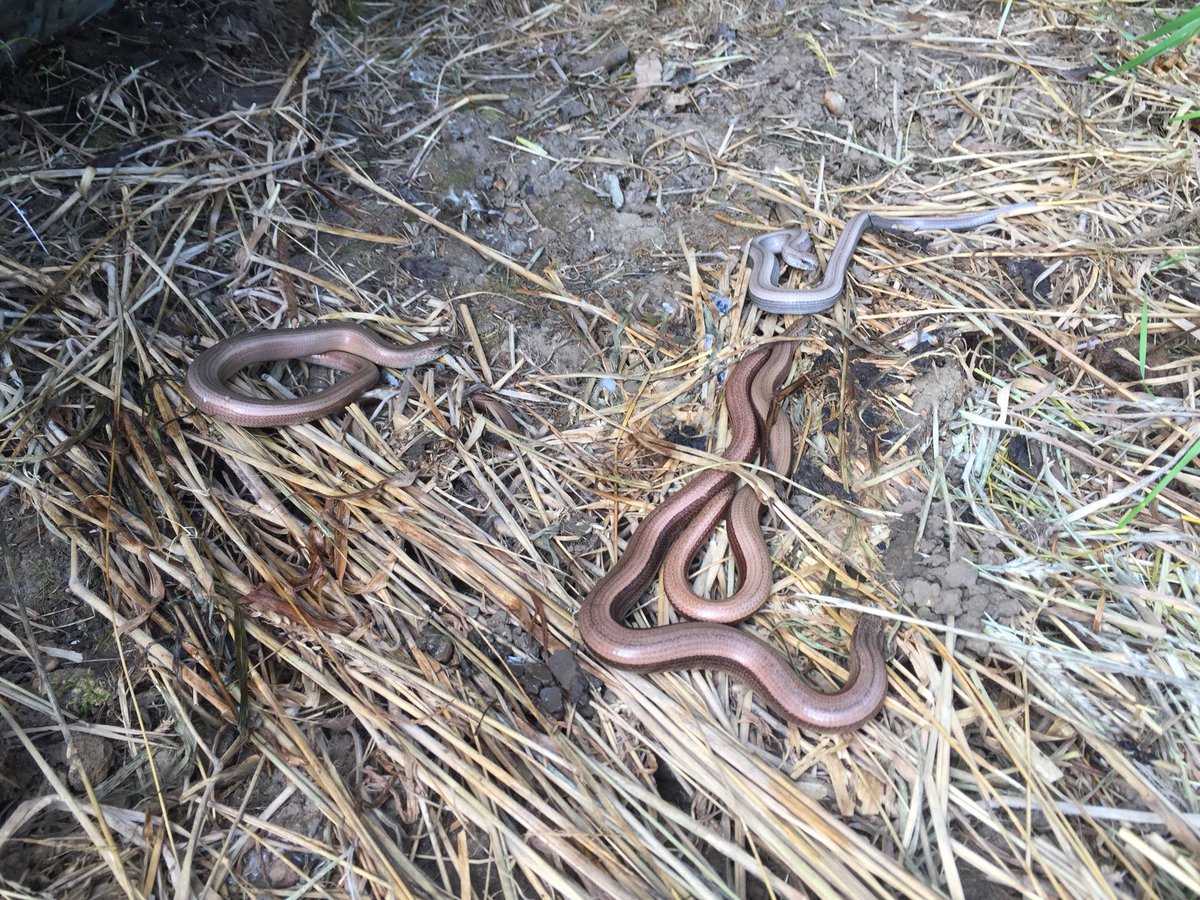 memoirsoFASurveyor tweet media