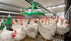 KevinHowse3's tweet photo. Multi tier  breeder system interested ? 

 The Veranda Breeder from Vencomatic. https://t.co/qWinG7dh7R