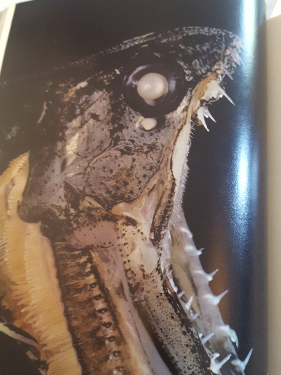 michWORD's tweet photo. @emc09123 guess what book I got today #octopus #greatwhite #shark #freakything #manyeyedscallop #scallop https://t.co/6Mv8Qk7tQb