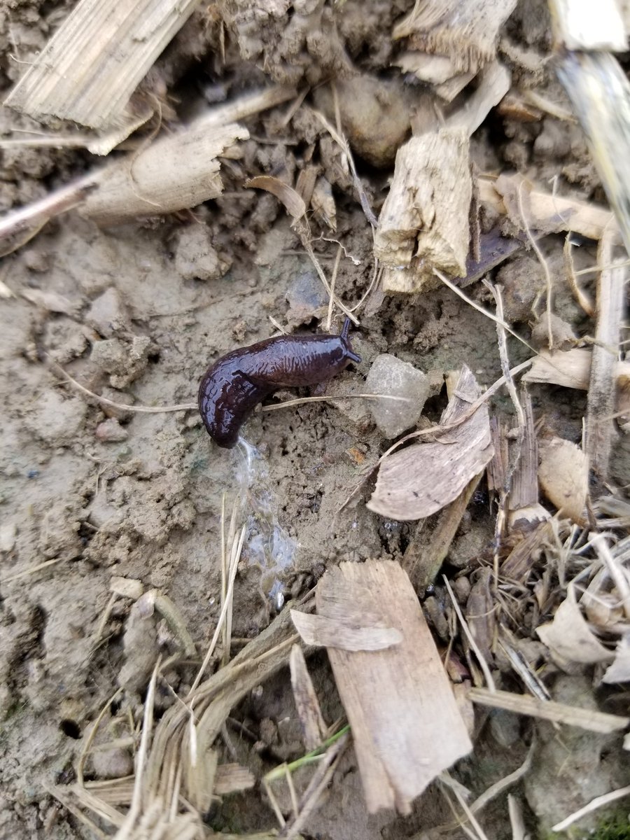 c_coombs's tweet photo. Corn and soy looks great but still finding some slugs and eggs in our fields. #PASlugProject @PennStateCrops https://t.co/epuFrJkY7o