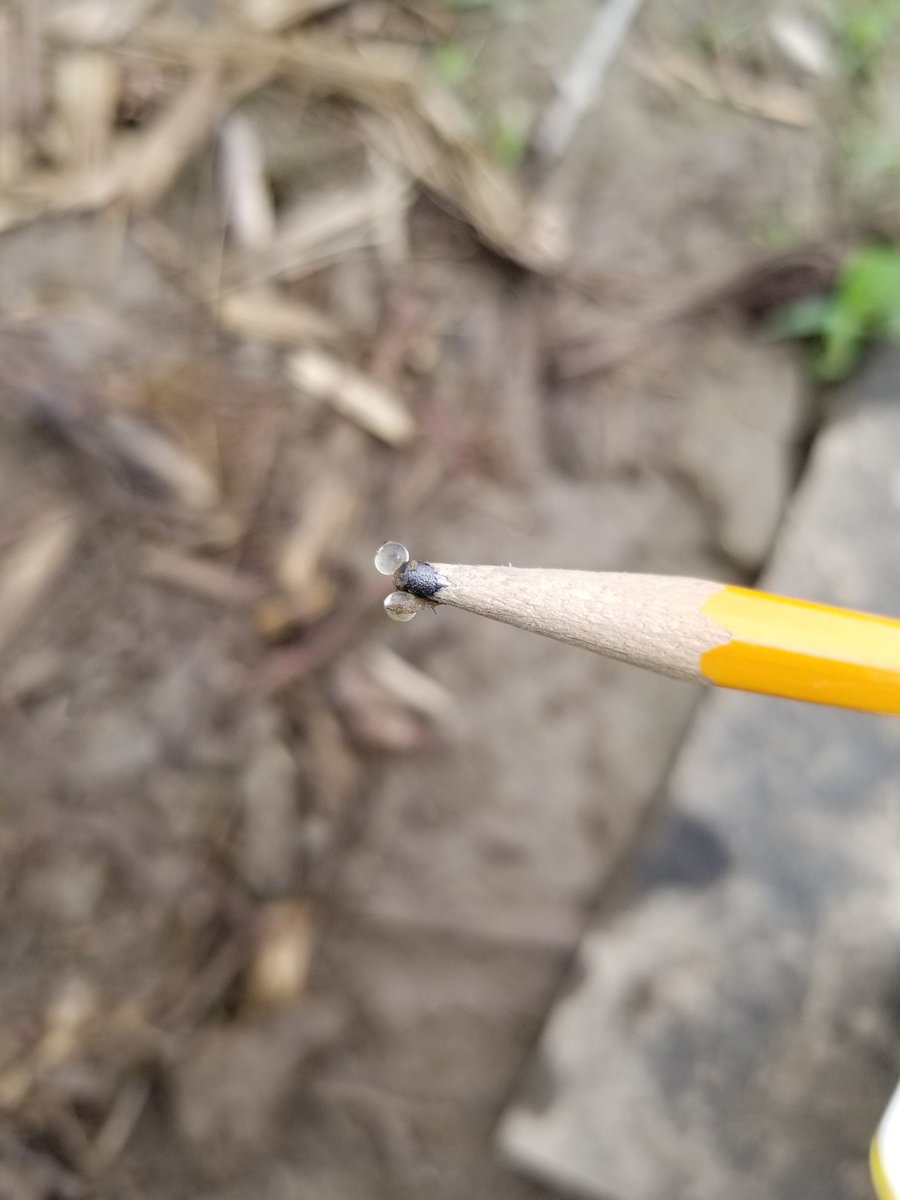 c_coombs's tweet photo. Corn and soy looks great but still finding some slugs and eggs in our fields. #PASlugProject @PennStateCrops https://t.co/epuFrJkY7o