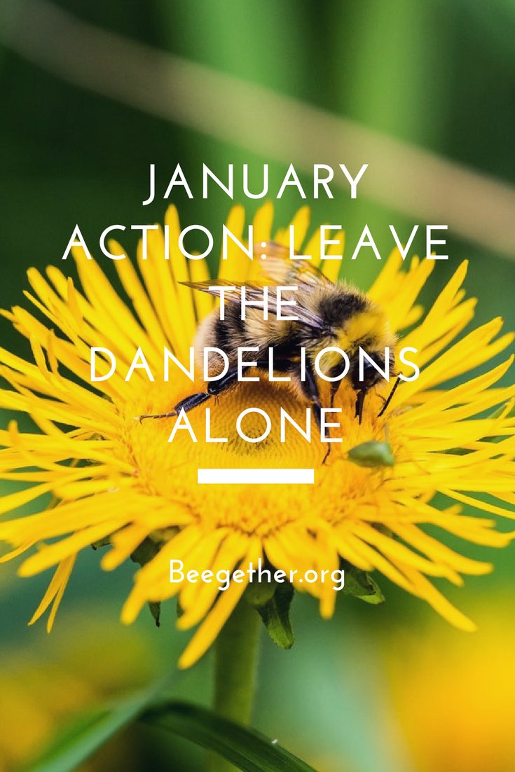 beegether's tweet image. There are so many actions on the blog that one can do to save the bees! Just go to Beegether.org, and search action.  🌿🐝