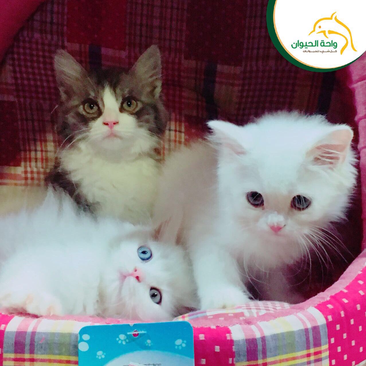 واحة الحيوان Twitter पर وصل حديثا قطط شيرازي امريكي العمر شهرين في فرعنا بمدينة الخبر العقربية حي العمال Https T Co Gqpf5lviiq Twitter