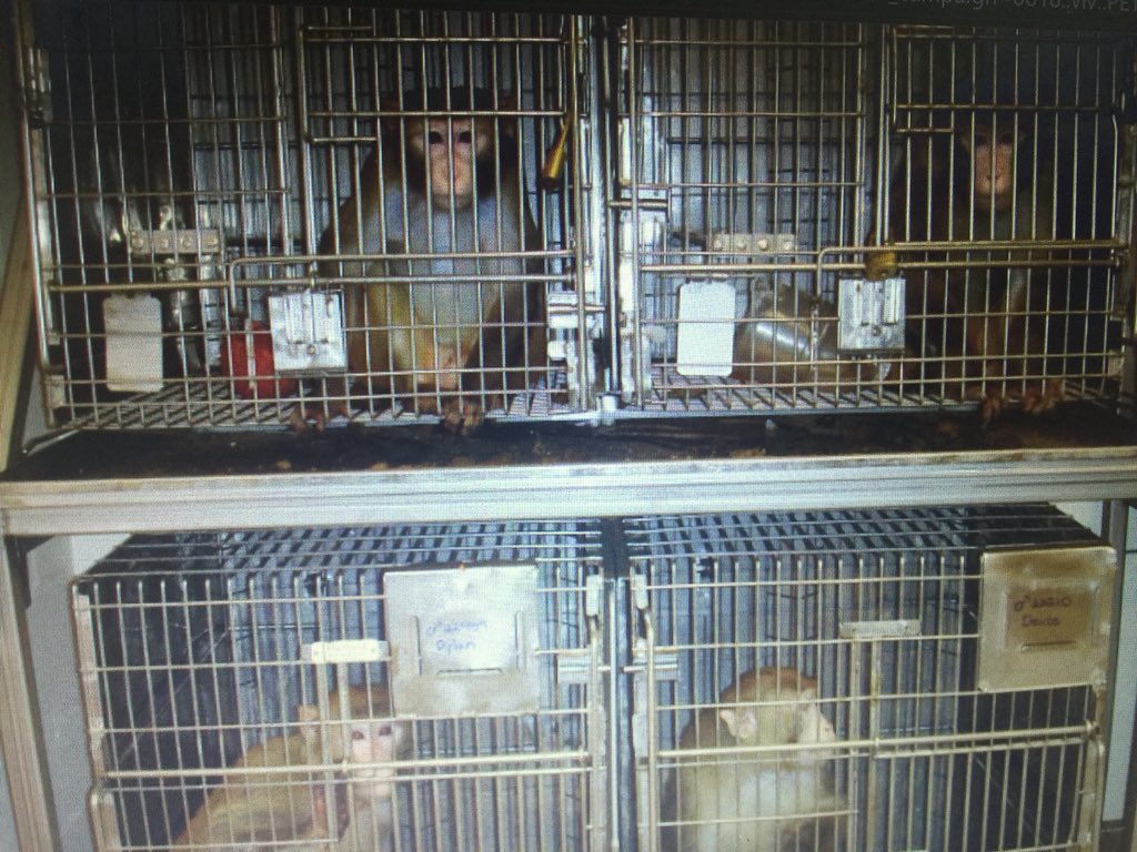 URGENT: Call AirBridgeCargo Airlines to stop their shipment of monkeys to <a href="/flyLAXairport/">LAX Airport</a> for cruel experiments. The number is (773)800-2361 select 1. This is cruelty plain and simple. @RepAdamSchiff please put a stop to this. <a href="/peta/">PETA</a> has more info #AnimalRights #AnimalCruelty