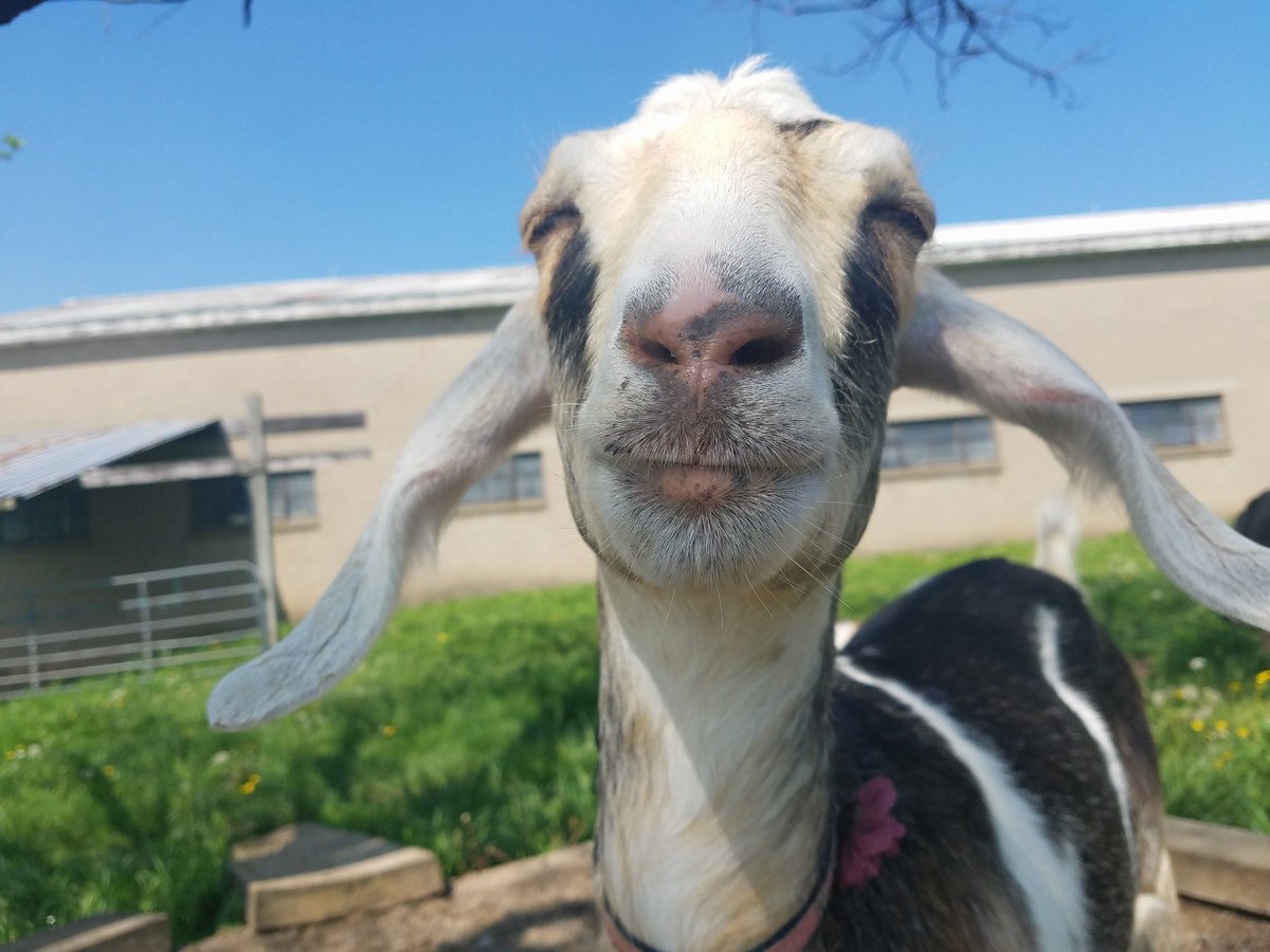 As a goat I want to break away from the herd from time to time so that I can listen to my favorite music--or nothing at all--while I work.

Pic by instagram.com/jbug64/