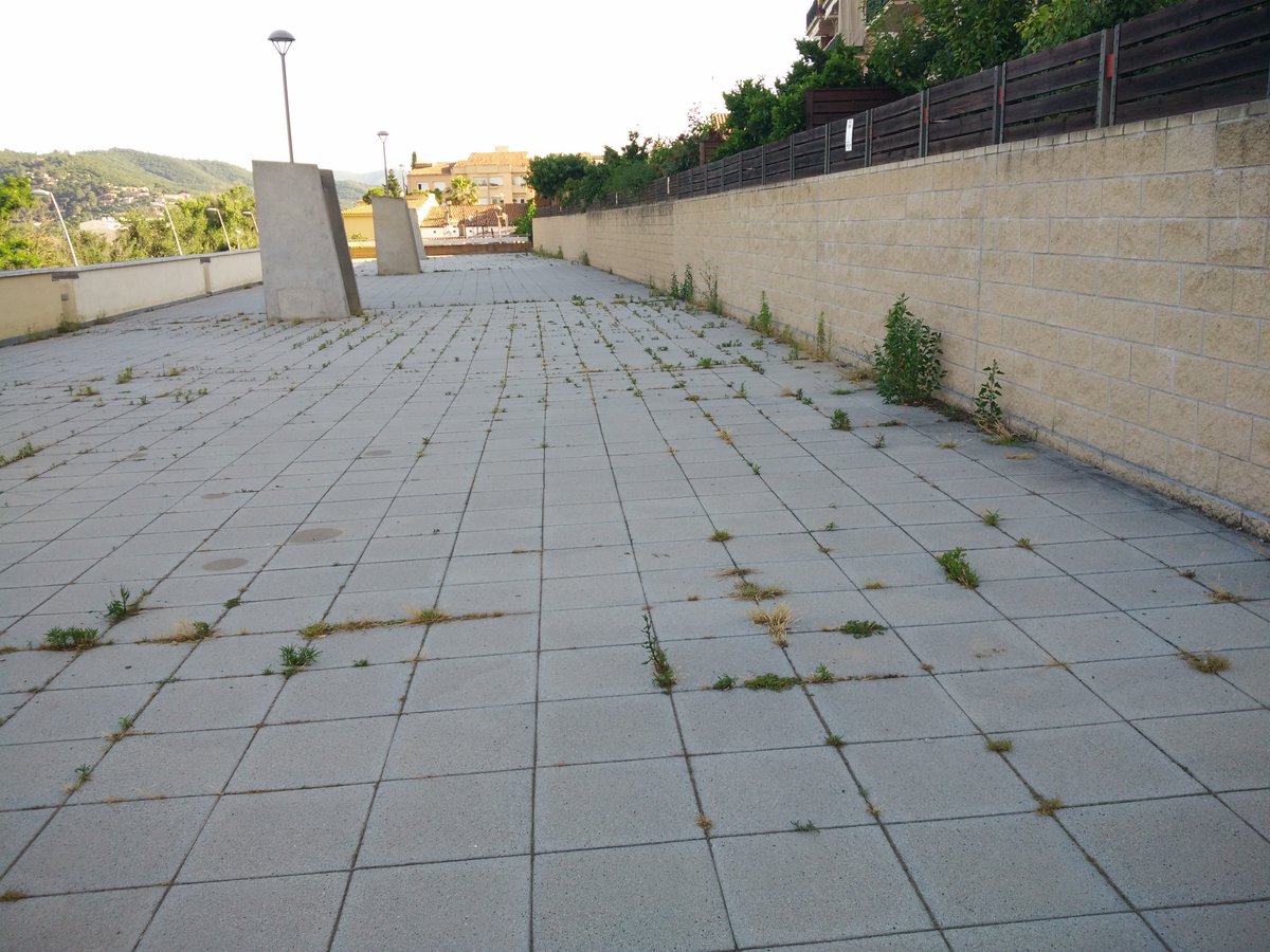 ilopezfdez's tweet photo. @ajmontmelo Al parque d'Ayrton Senna tenim una selva dsd fa mesos. Aquest ritme les plantes ho envairan tot. @ERCMontmelo @icveuiamontmelo https://t.co/65gtB231R7