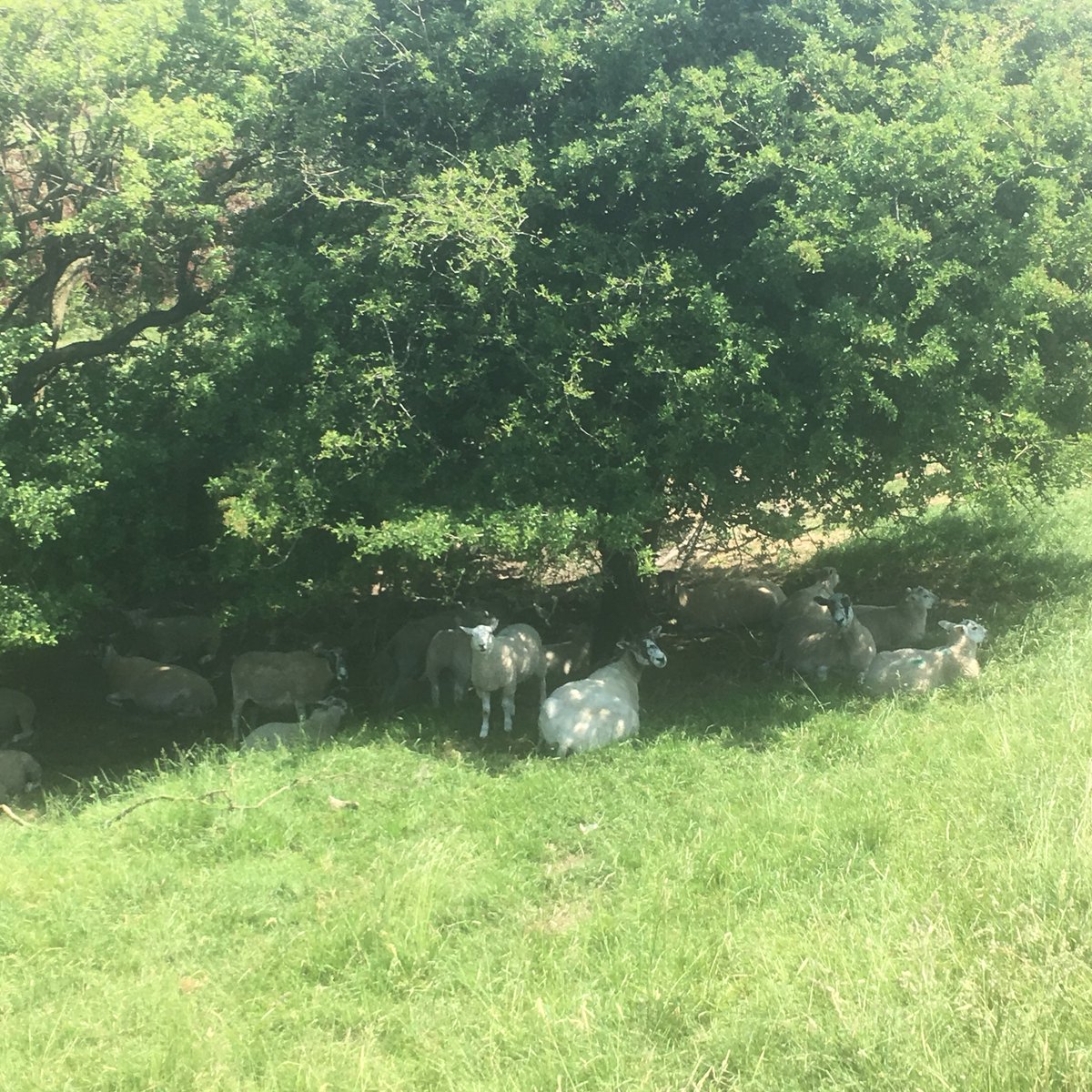 MudflatMatt's tweet photo. Lounging sheep on #30DaysWild Day 11 https://t.co/IJYdpCTTOP