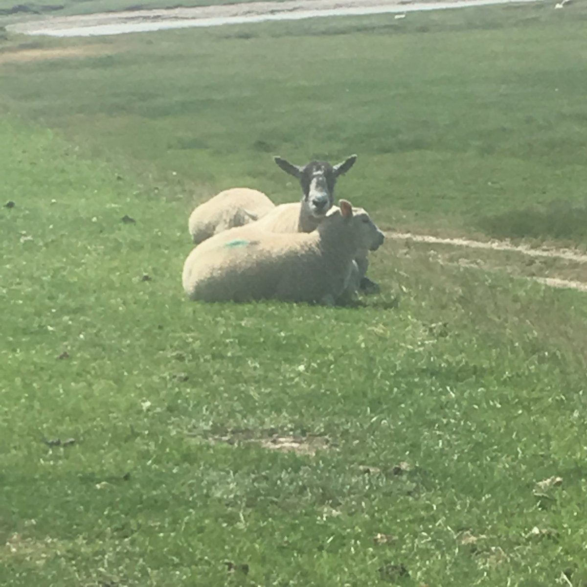 MudflatMatt's tweet photo. Lounging sheep on #30DaysWild Day 11 https://t.co/IJYdpCTTOP