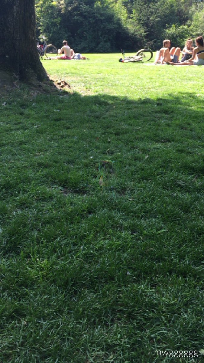 PokemonBFGF's tweet photo. Saved my Mew so I could finally catch it in Amsterdam 🇳🇱😁💓 - M #PokemonGO #Pokemon #FoundMew https://t.co/9fCTkdp2zf