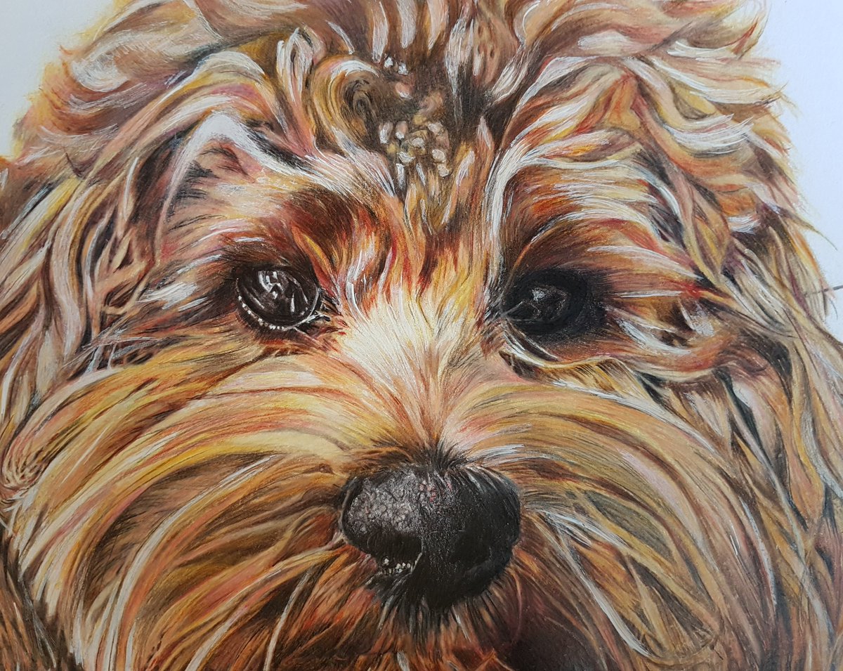 GingerBird_er's tweet photo. All finished.. My pencil portrait of Honey 😊 https://t.co/hIlgxPbmQd