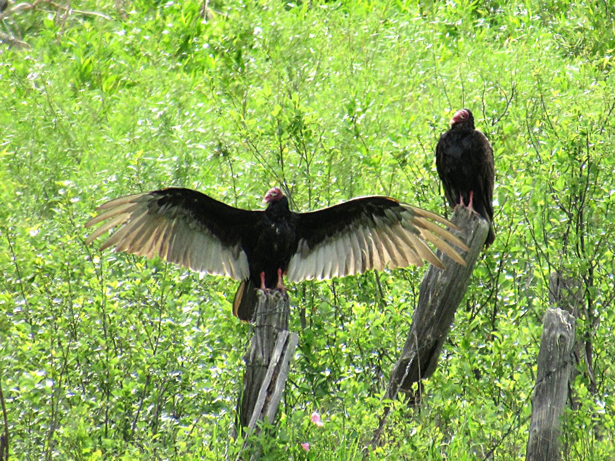 wyohistoryguy's tweet photo. This is called the horaltic pose and used to dry off after a bath or warm up on a cool morning - even if it does look like a scene from the Karate Kid. #Vultures #Turkeybuzzards https://t.co/cwnu1Q3Chg