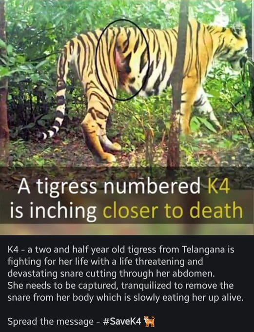 horrormeister's tweet photo. @deespeak @iamgracysingh ma'am, a tigress in Telangana is dying a silent death due to a snare that enstrangled it (for the past one year). Requesting help from you as you are environment-concerned.

#savek4 https://t.co/e9CWbli5Wb