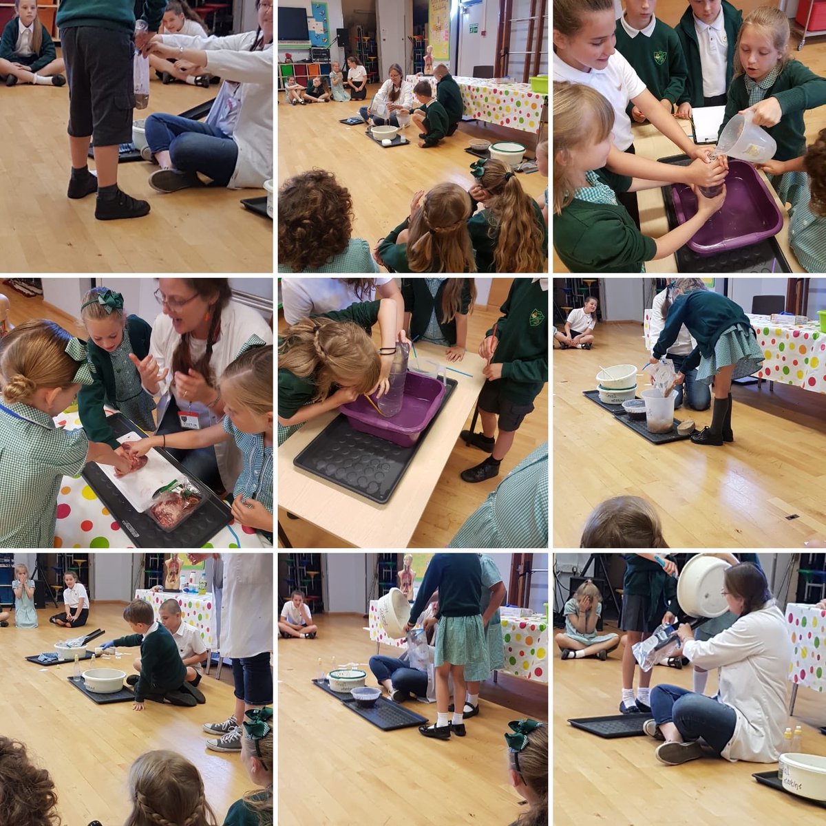 drwalker_s's tweet photo. Lots of disgusting hands on science for hedgehogs today #science #scienceallday https://t.co/DyVVut3tVA