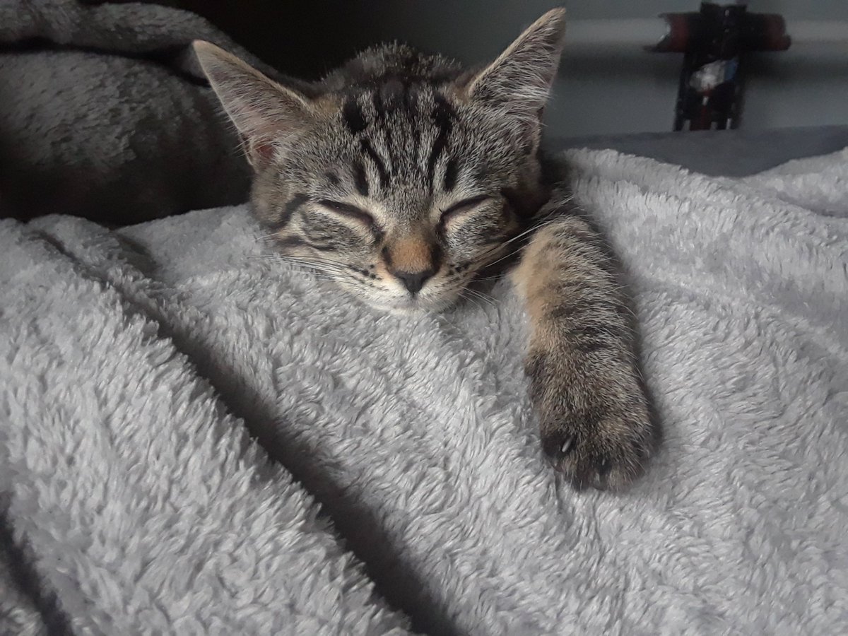 LenaMyDarling's tweet photo. I GOT A KITTEN FOR MY BIRTHDAY!! 😍🐈🐱🥰💖
She's nuts, but still adorable, and I love her! https://t.co/VhnRy7Gcxd
