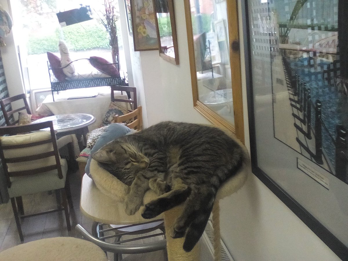 Westgate Ark Cat Cafe Newcastle Upon Tyne Westgate Ark Cat Cafe Newcastle Upon Tyne
