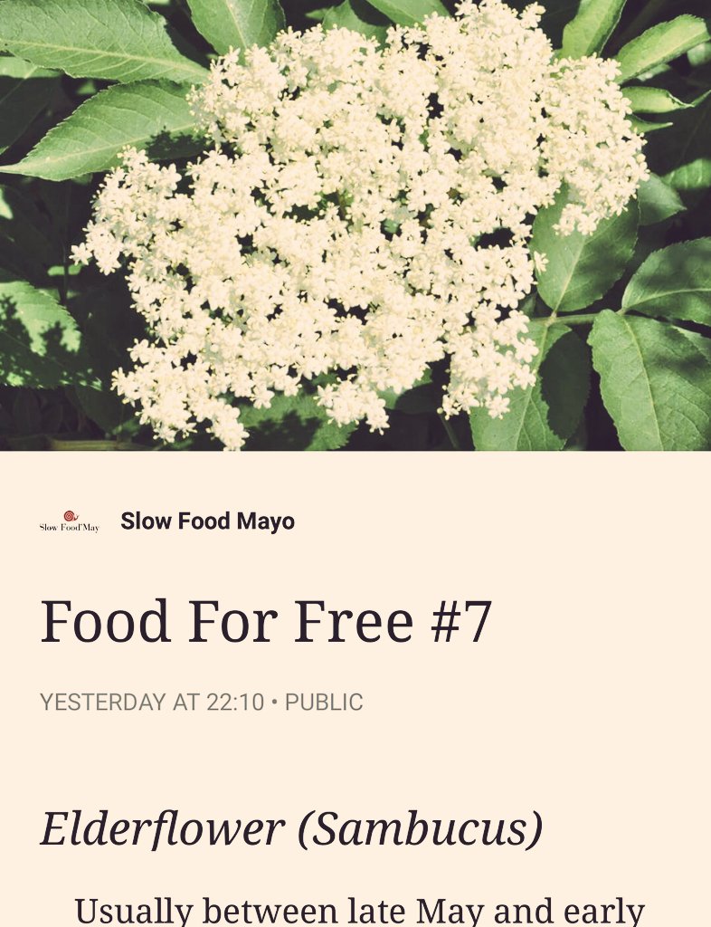 Another <a href="/slowfoodmayo/">Slow Food Mayo</a> Food For Free episode is available on their website 🌿🐌 This time they talk about elderflower. Good read 😃