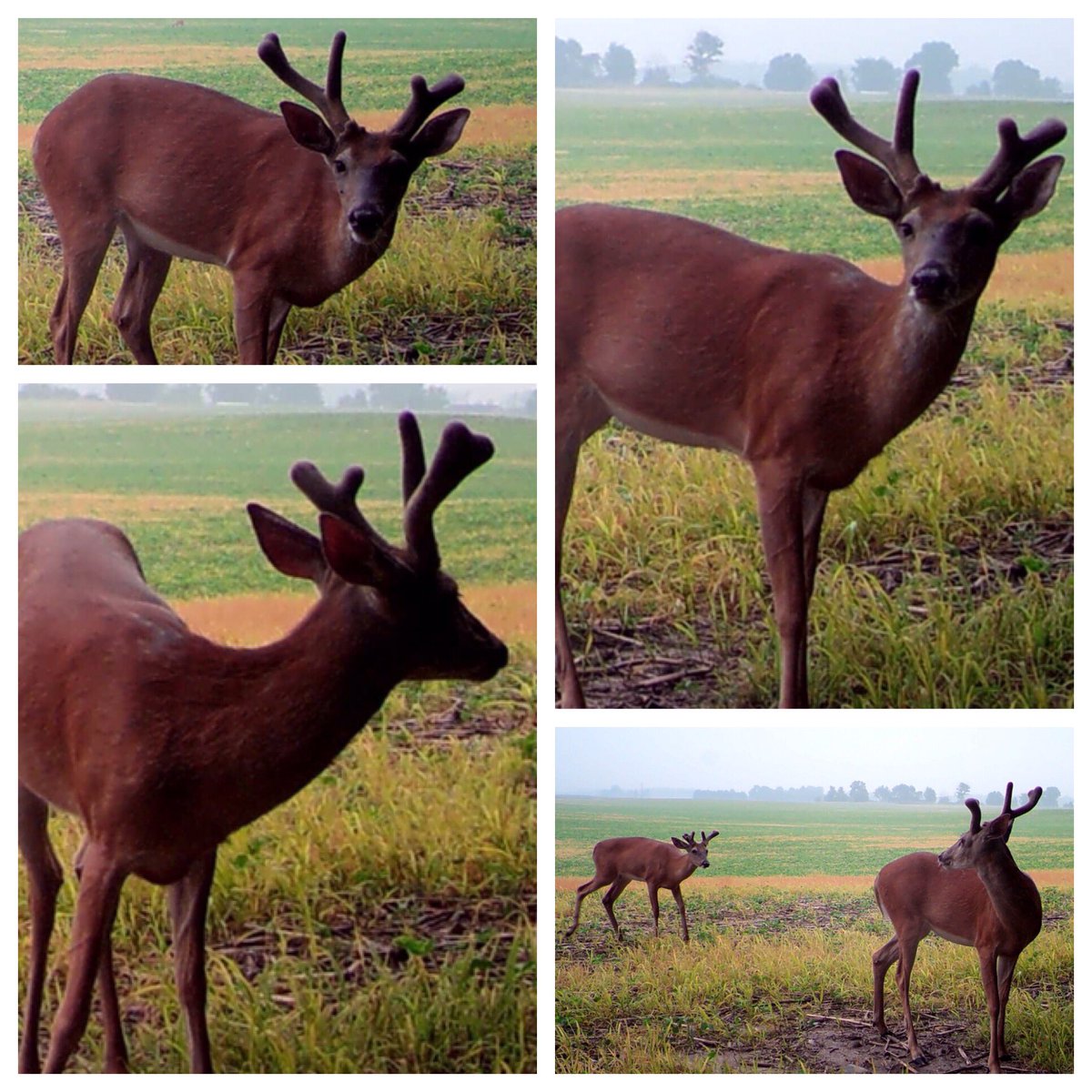 Grandpas_Place1's tweet photo. RT @EarlyOutdoorz: What will he become? 🌱🦌 #EarlyOutdoorz #EO #Hunting #Deer #Hunt #Buck #DeerHunting #Whitetail #Bowhunting #Buck #Scentlok #illusionsystems #wickedtough #tecomate #snyperhuntingproducts #NockOut #HuntPerfect #glaciercoolers #practic… https://t.co/9MrVsXOQvu