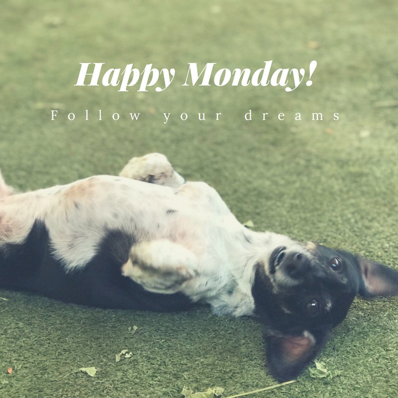 PPRCuster's tweet image. Happy Monday Pet Paradise Family! Time for new goals, and chase your dreams! We've got this! 😝🐶🐾☺️💕 #mypetparadise #petboarding #petdaycare