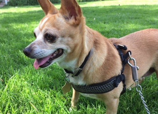 GivingPaws's tweet image. The Gold(ie) Standard doggedhope.com/2018/06/11/the…