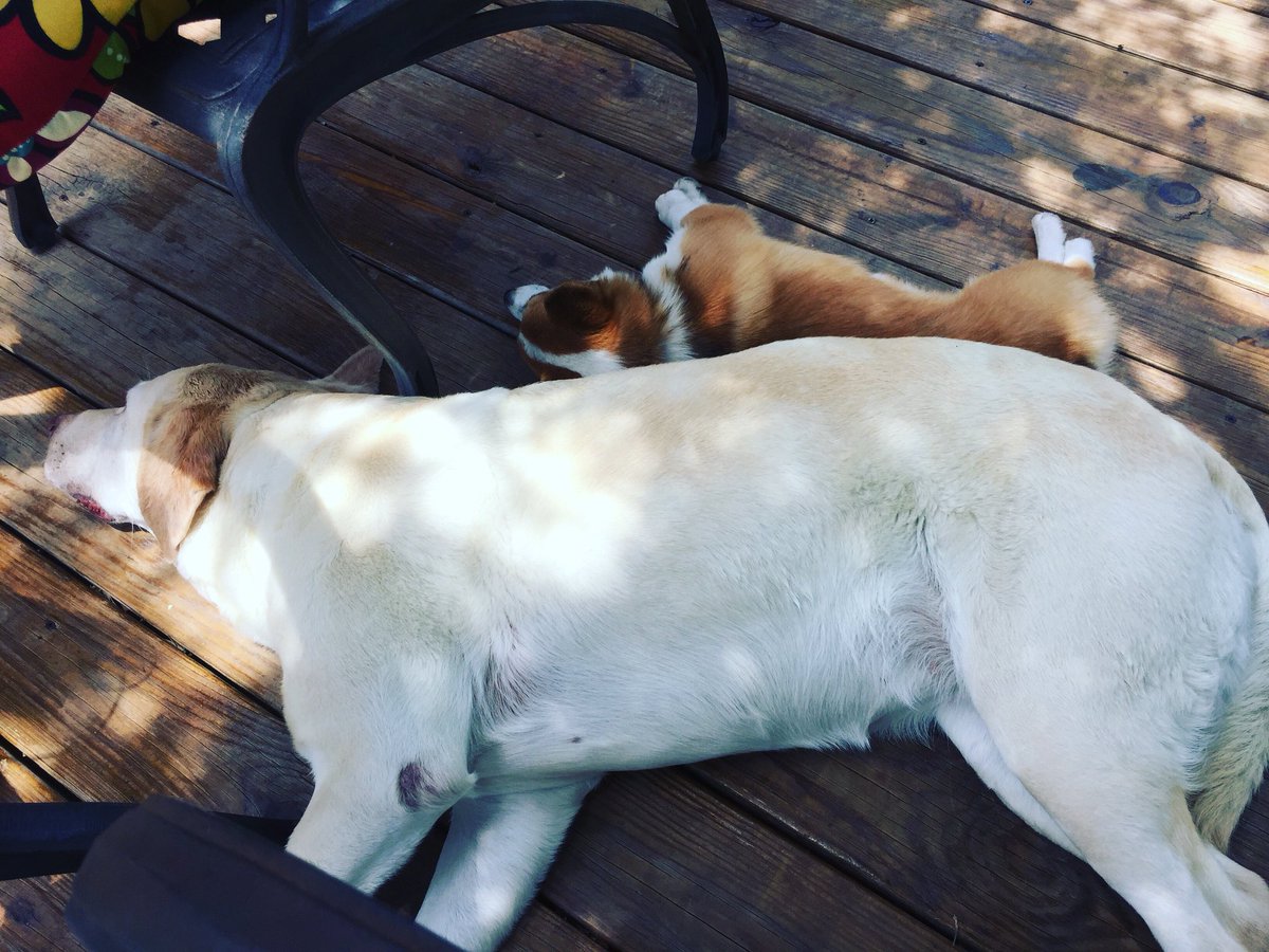 ATXlandscapes's tweet photo. Don’t miss the blog about the dog days of Summer. https://t.co/6rBzBDs0OM https://t.co/E0utuuDxde