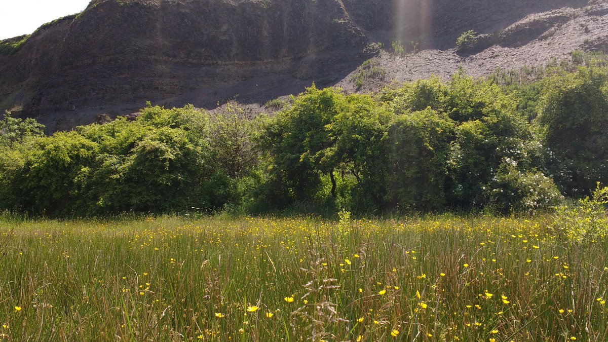 jadejunket_j's tweet photo. Besom Hill quarry yest. Not as many flowers as last year so hopefully more to come. Don't know what the pink ones are? https://t.co/fhuGy5I8DF