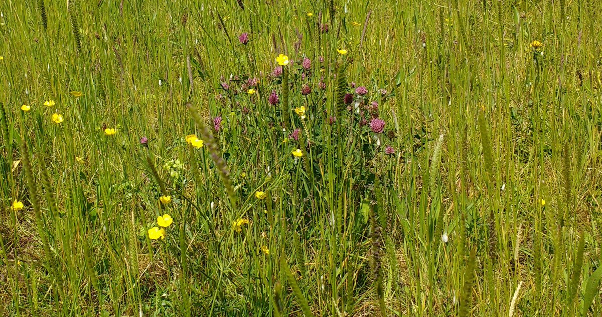 jadejunket_j's tweet photo. Besom Hill quarry yest. Not as many flowers as last year so hopefully more to come. Don't know what the pink ones are? https://t.co/fhuGy5I8DF